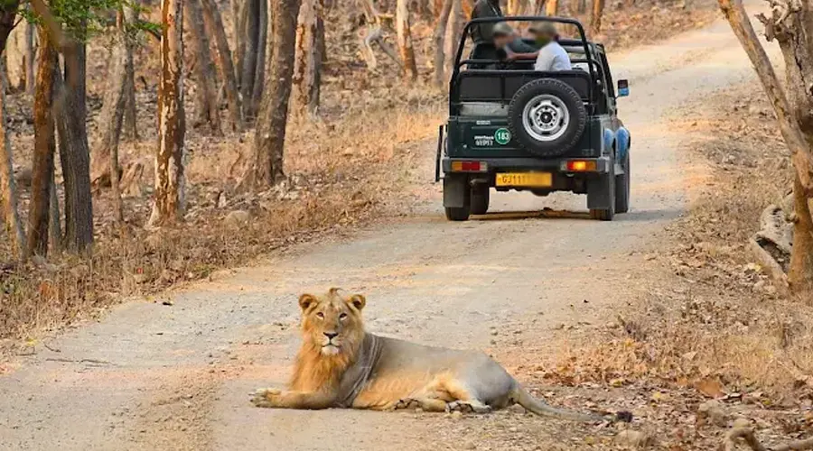 Jeep Safari At Gir National Park